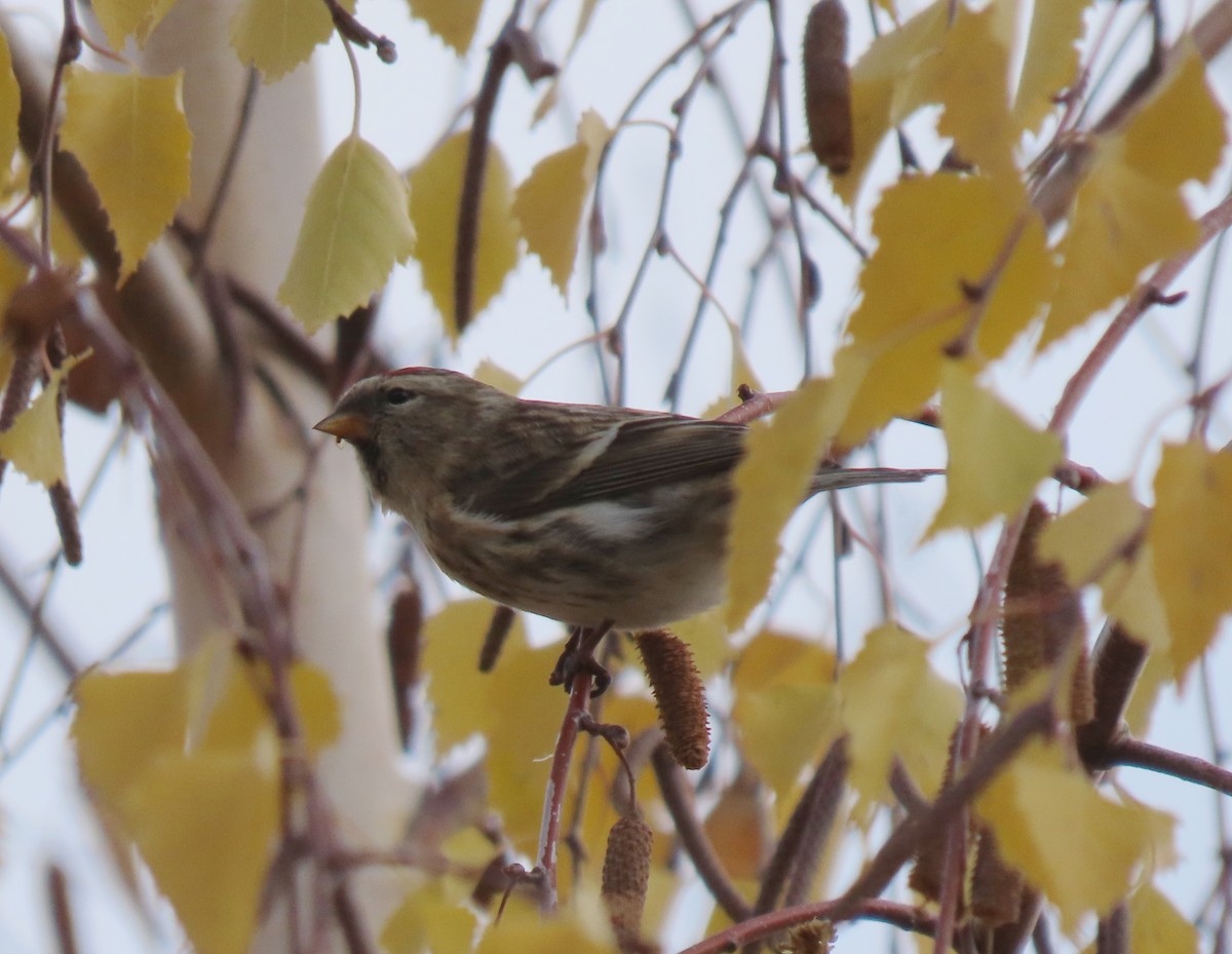 Pardillo Sizerín (alpino) - ML646449126