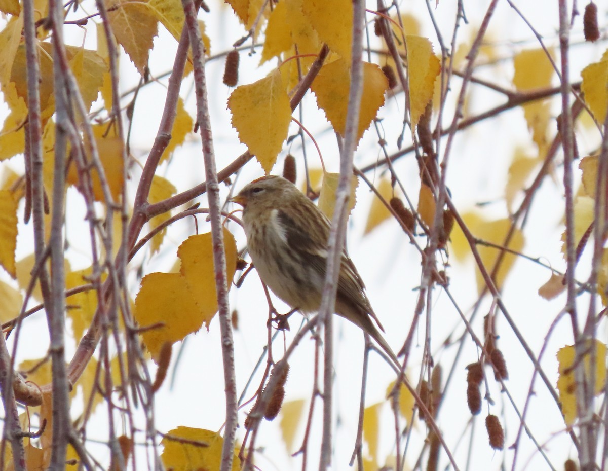 Pardillo Sizerín (alpino) - ML646449127