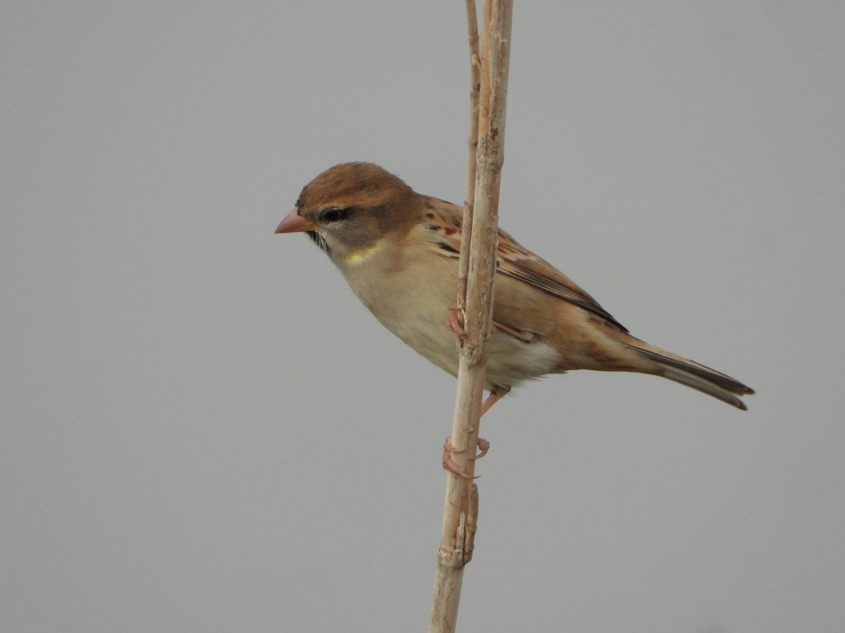 Dead Sea Sparrow - ML646449131