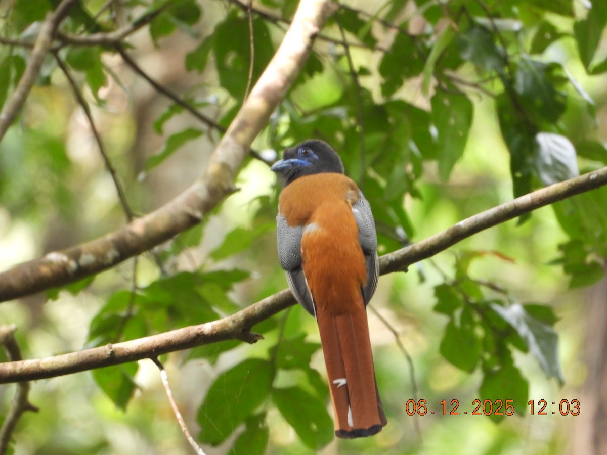 Malabar Trogon - ML646449132