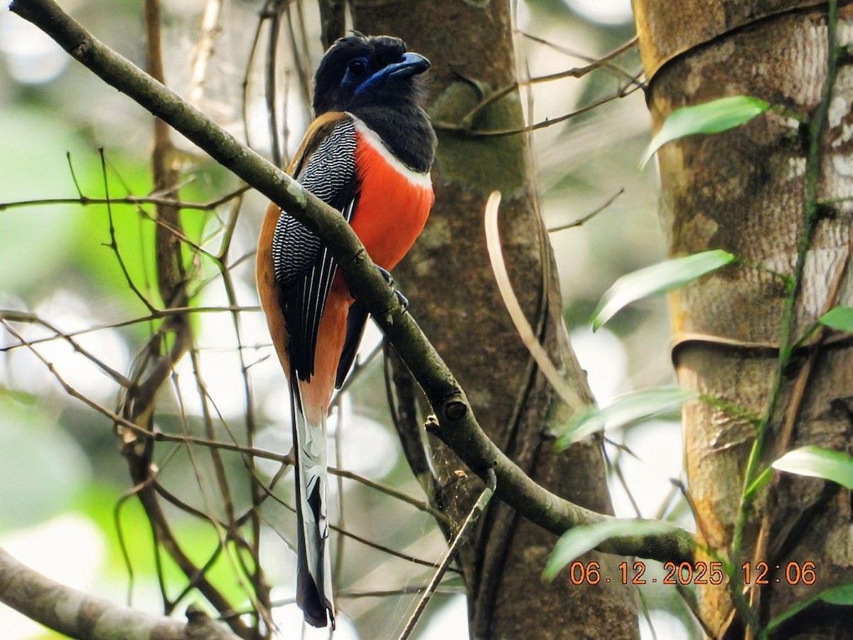 Malabar Trogon - ML646449133