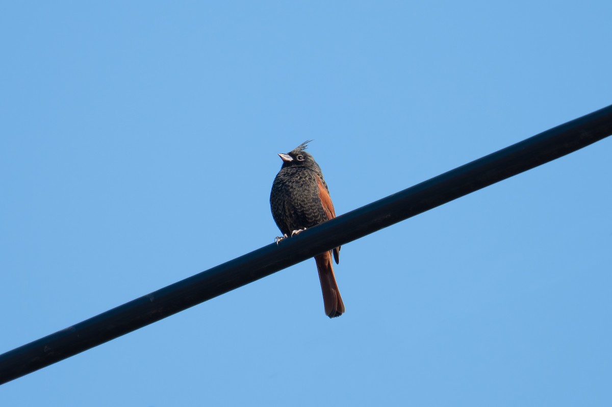 Crested Bunting - ML646449134