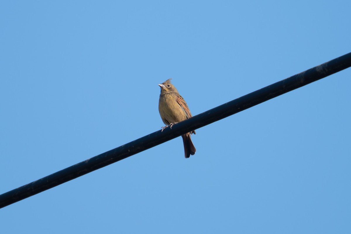 Crested Bunting - ML646449135