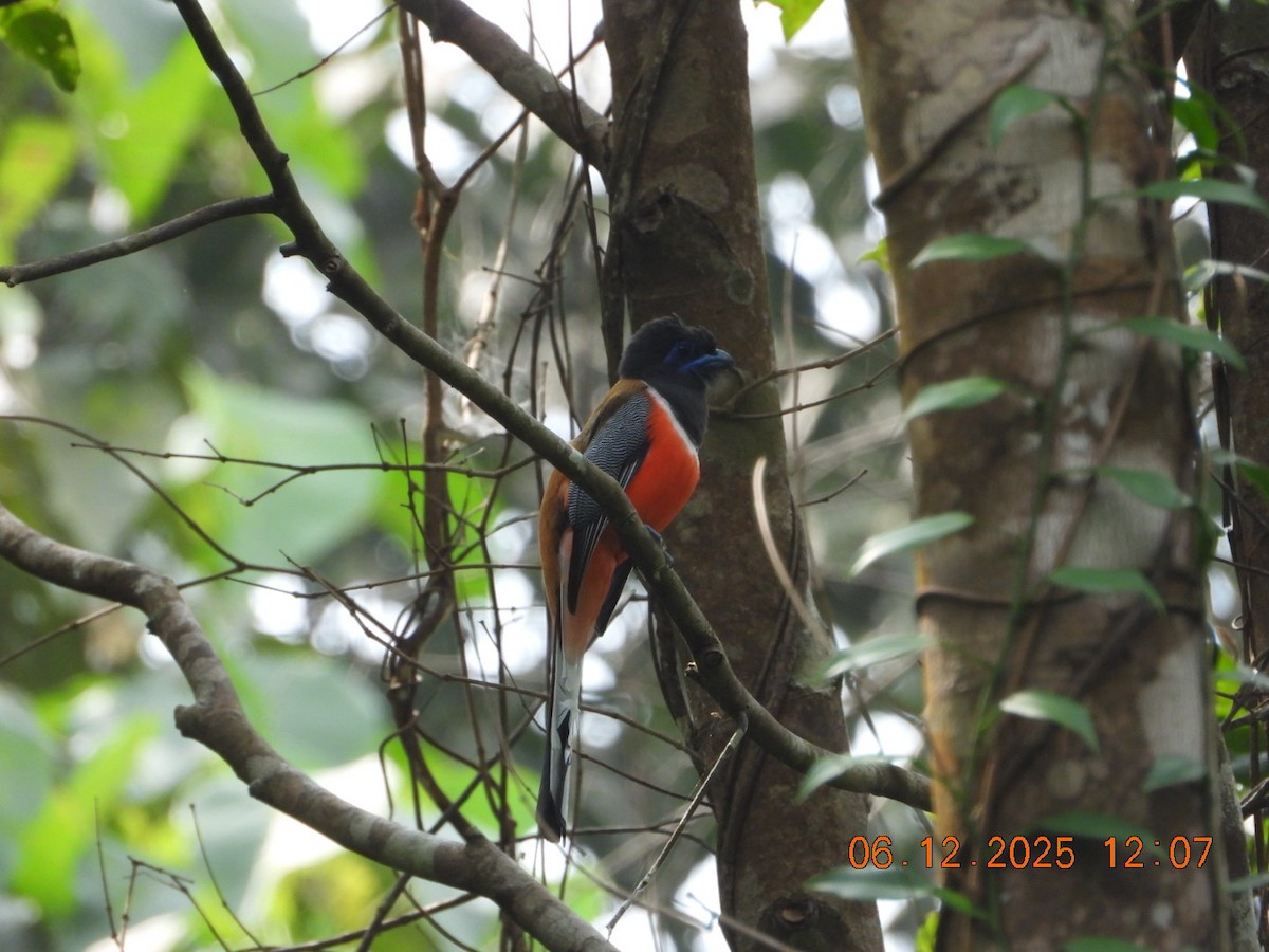 Malabar Trogon - ML646449137