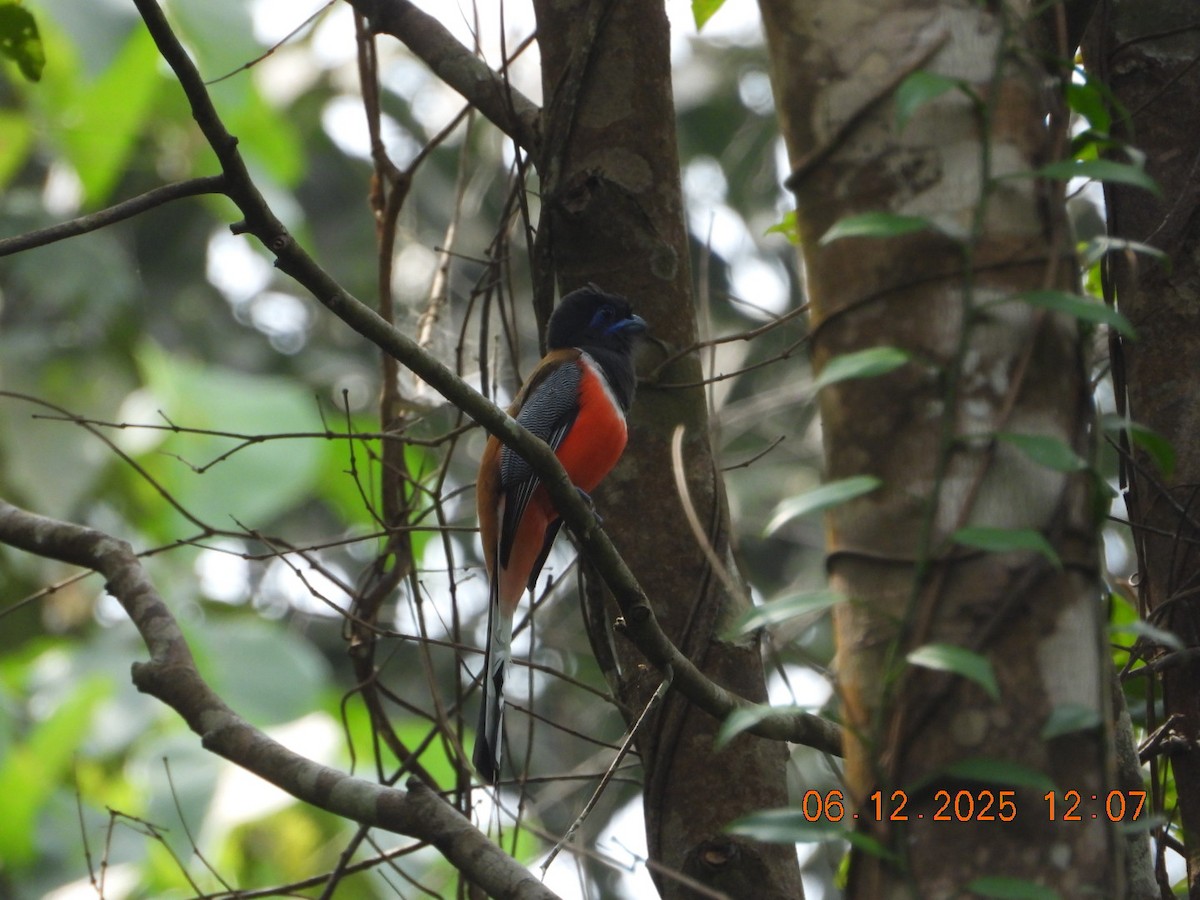 Malabar Trogon - ML646449138