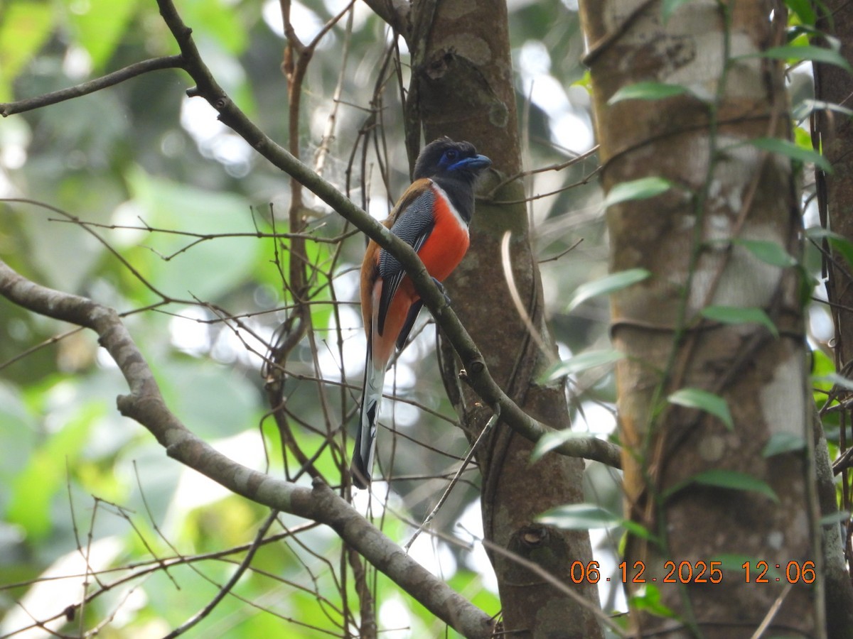 Malabar Trogon - ML646449139