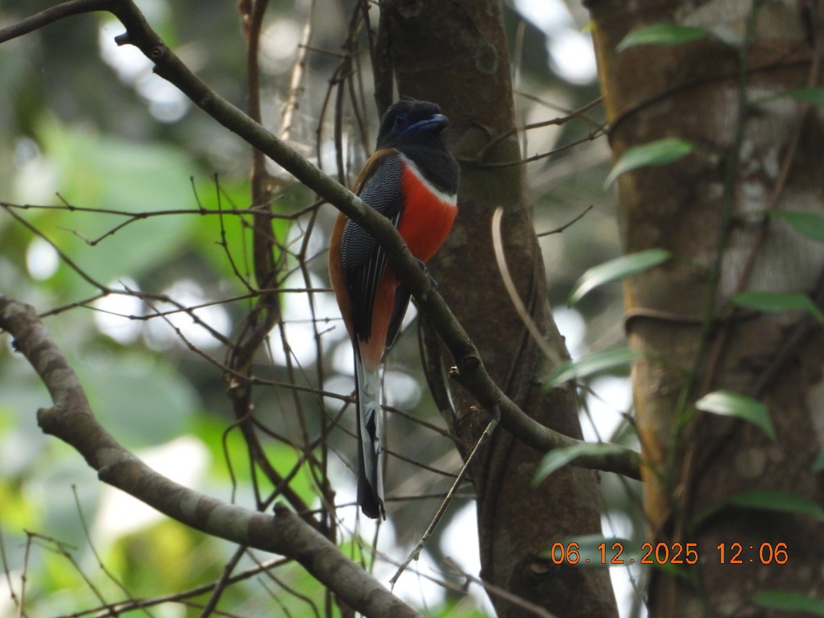 Malabar Trogon - ML646449140