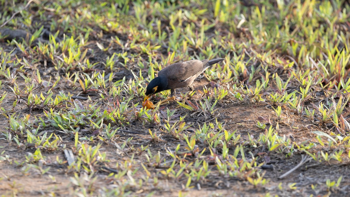 Common Myna - ML646449142