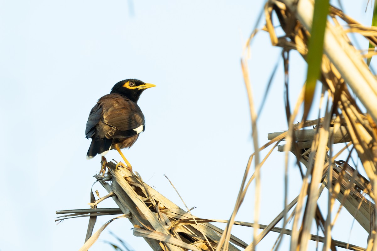 Common Myna - ML646449144