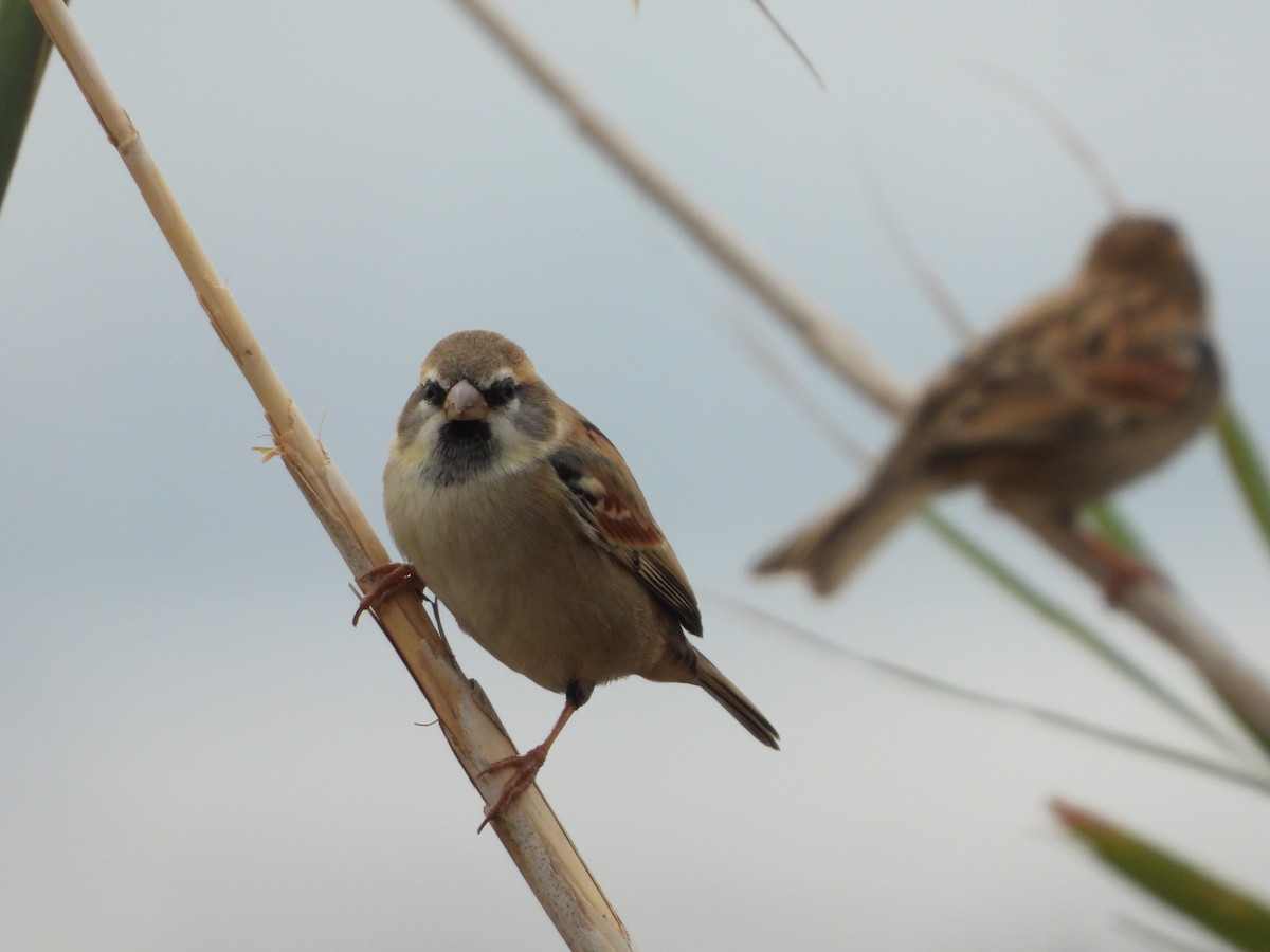 Dead Sea Sparrow - ML646449146