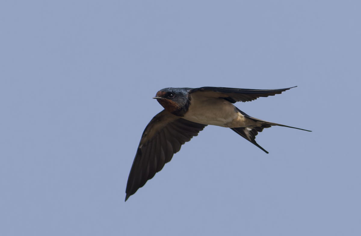 vlaštovka obecná - ML646449147