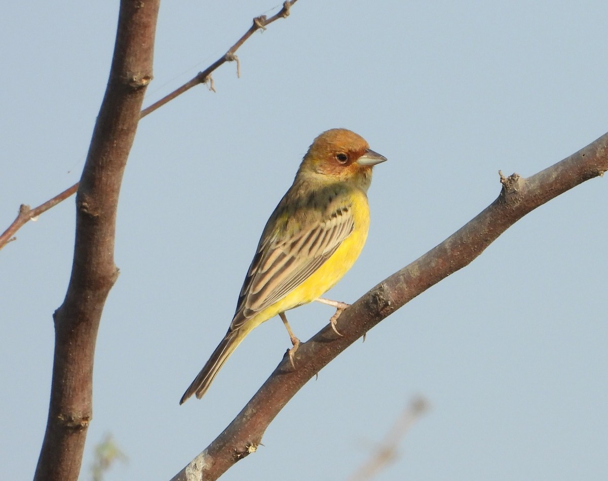 Хүрэн толгойт хөмрөг - ML646449148