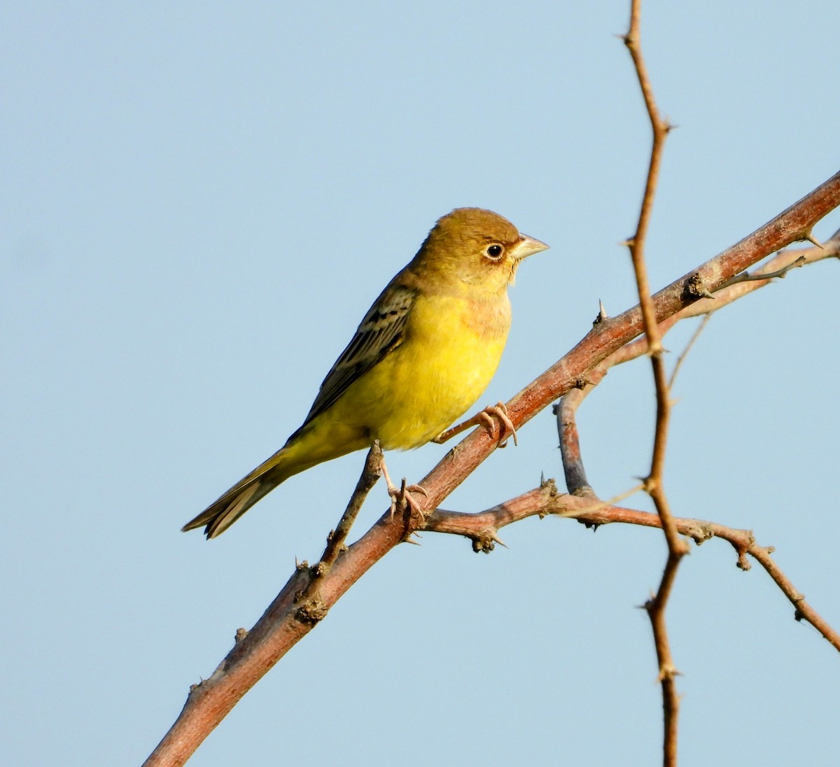 Хүрэн толгойт хөмрөг - ML646449149