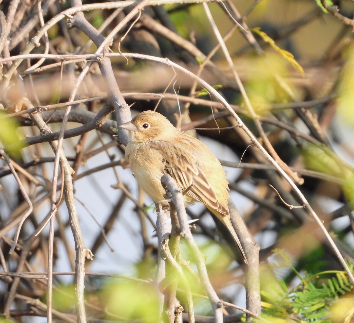 Хүрэн толгойт хөмрөг - ML646449150