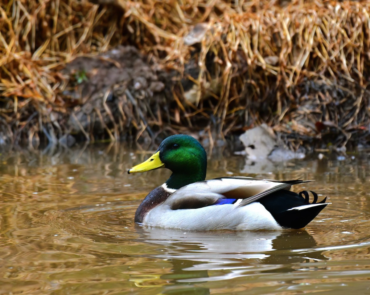 Mallard - ML646449151