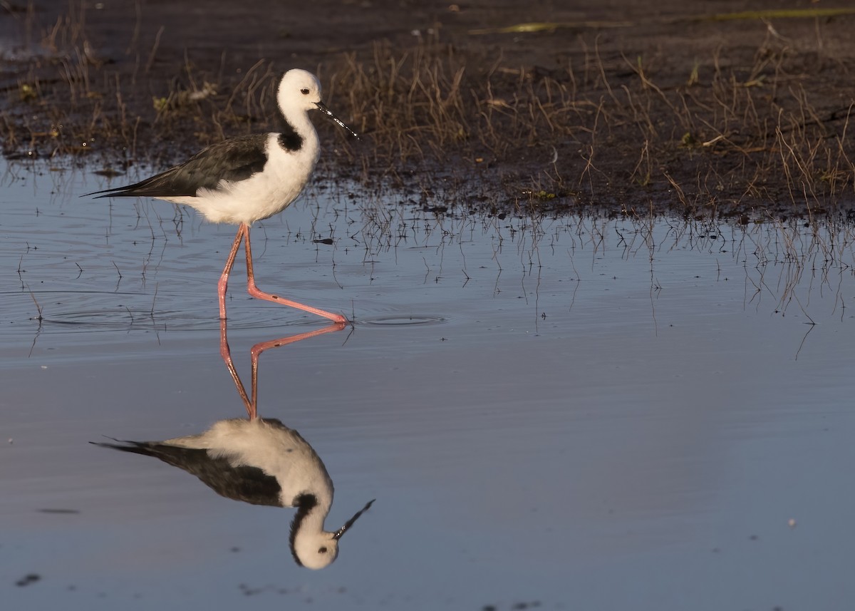 Pied Stilt - ML646449162