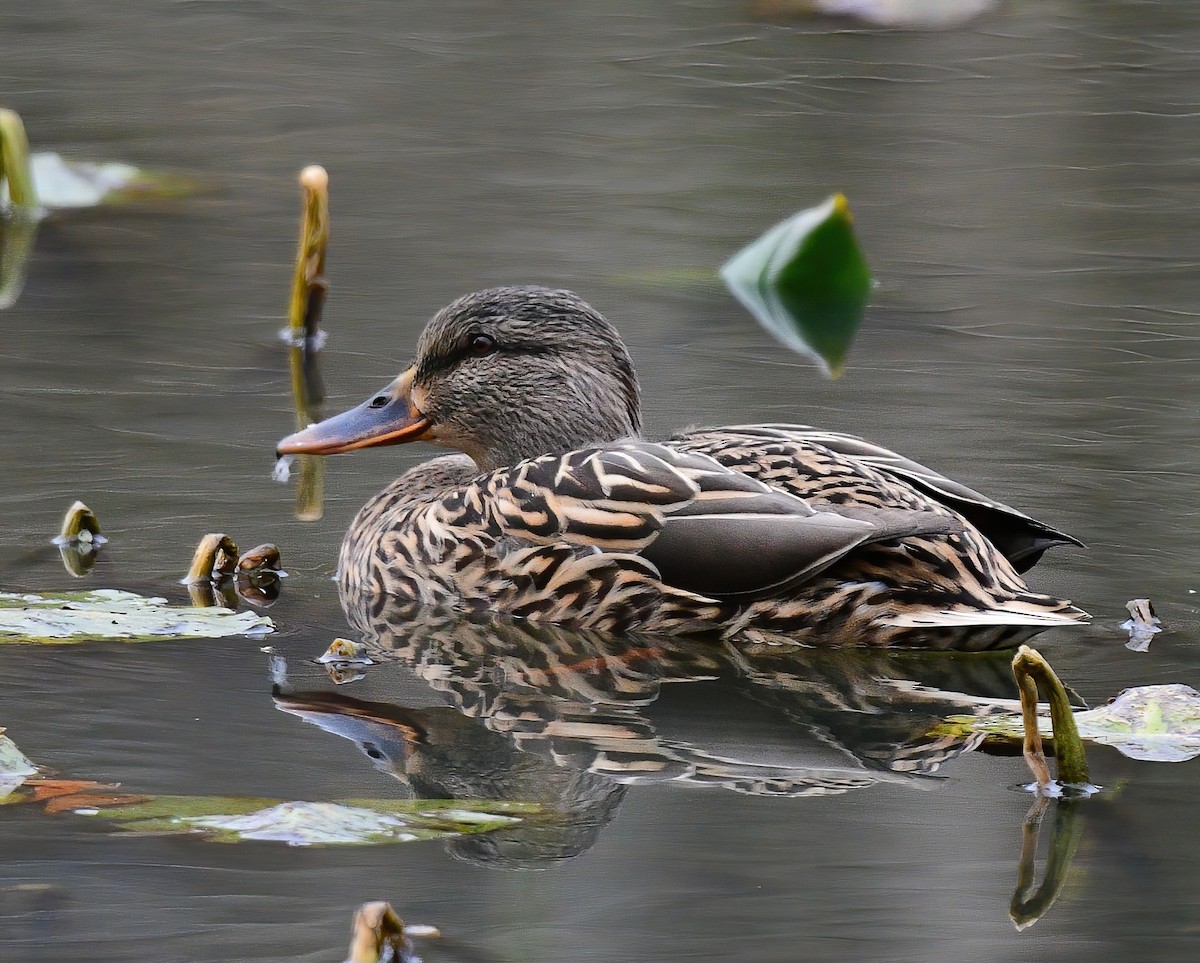 Mallard - ML646449163