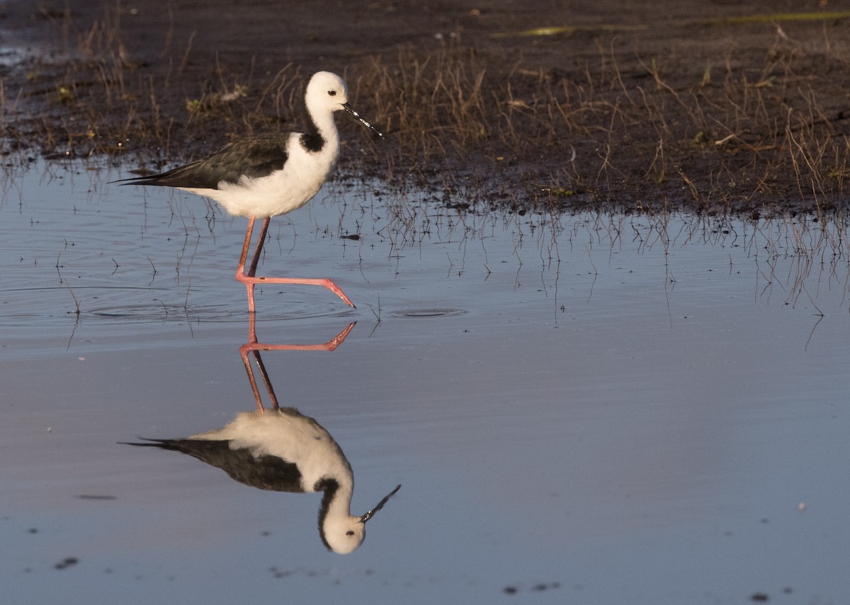 Pied Stilt - ML646449164