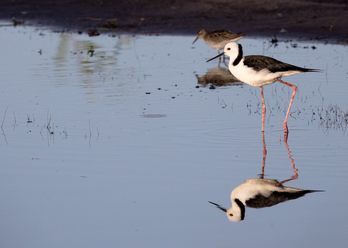 Pied Stilt - ML646449165