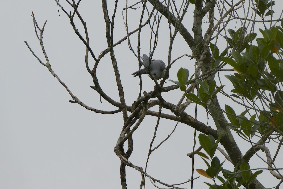 krahujec šikra [skupina badia] - ML646449168