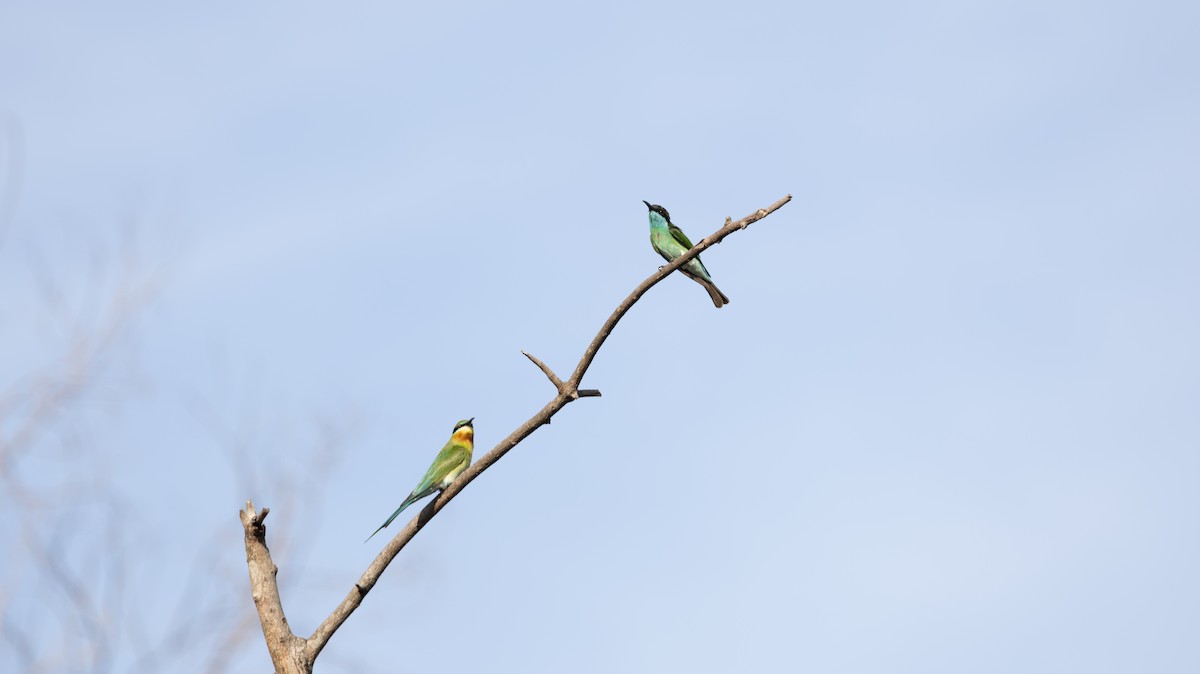 Blue-throated Bee-eater - ML646449169