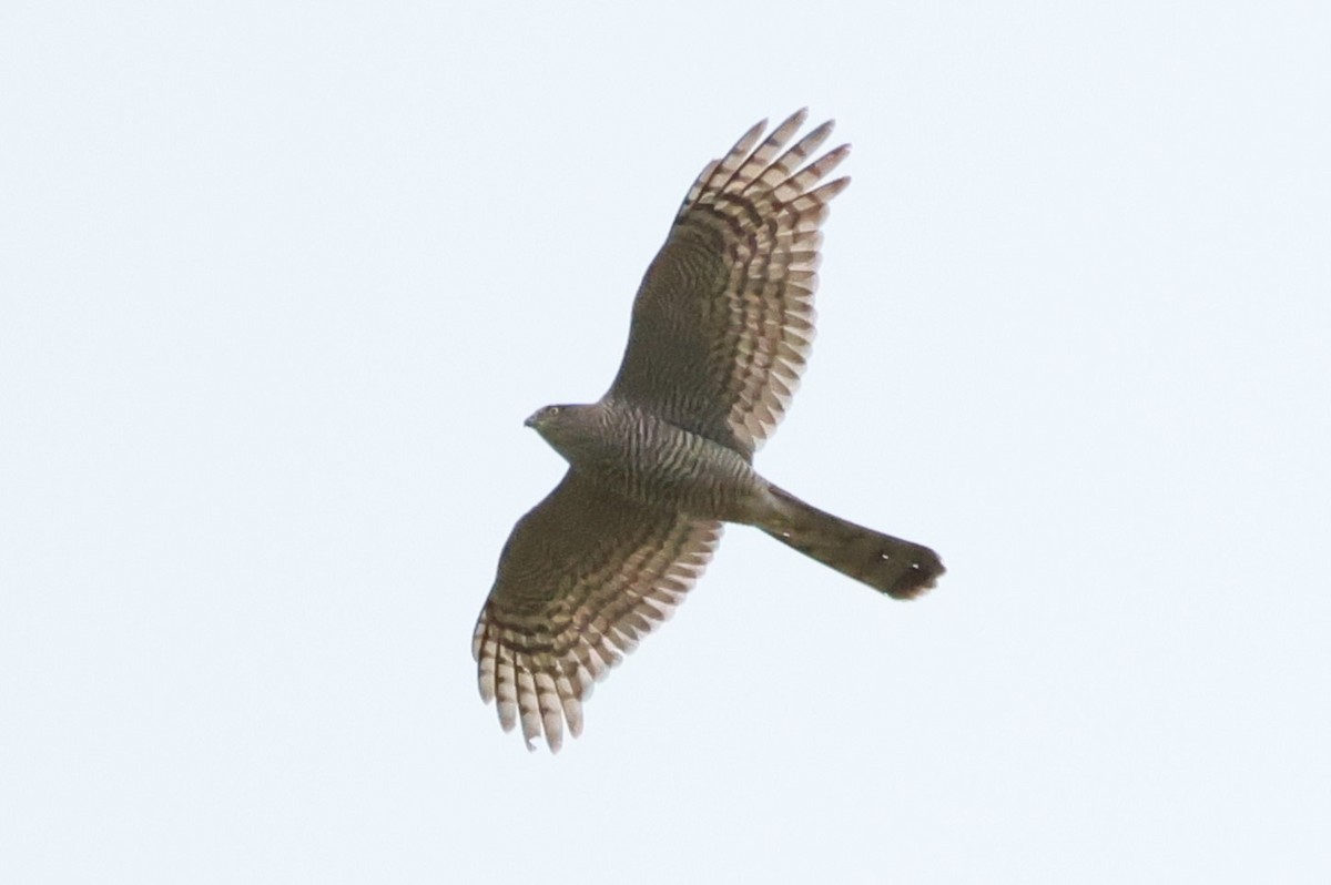 krahujec obecný - ML646449170