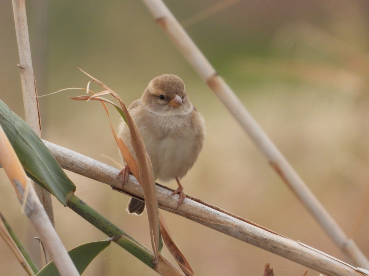 Dead Sea Sparrow - ML646449171