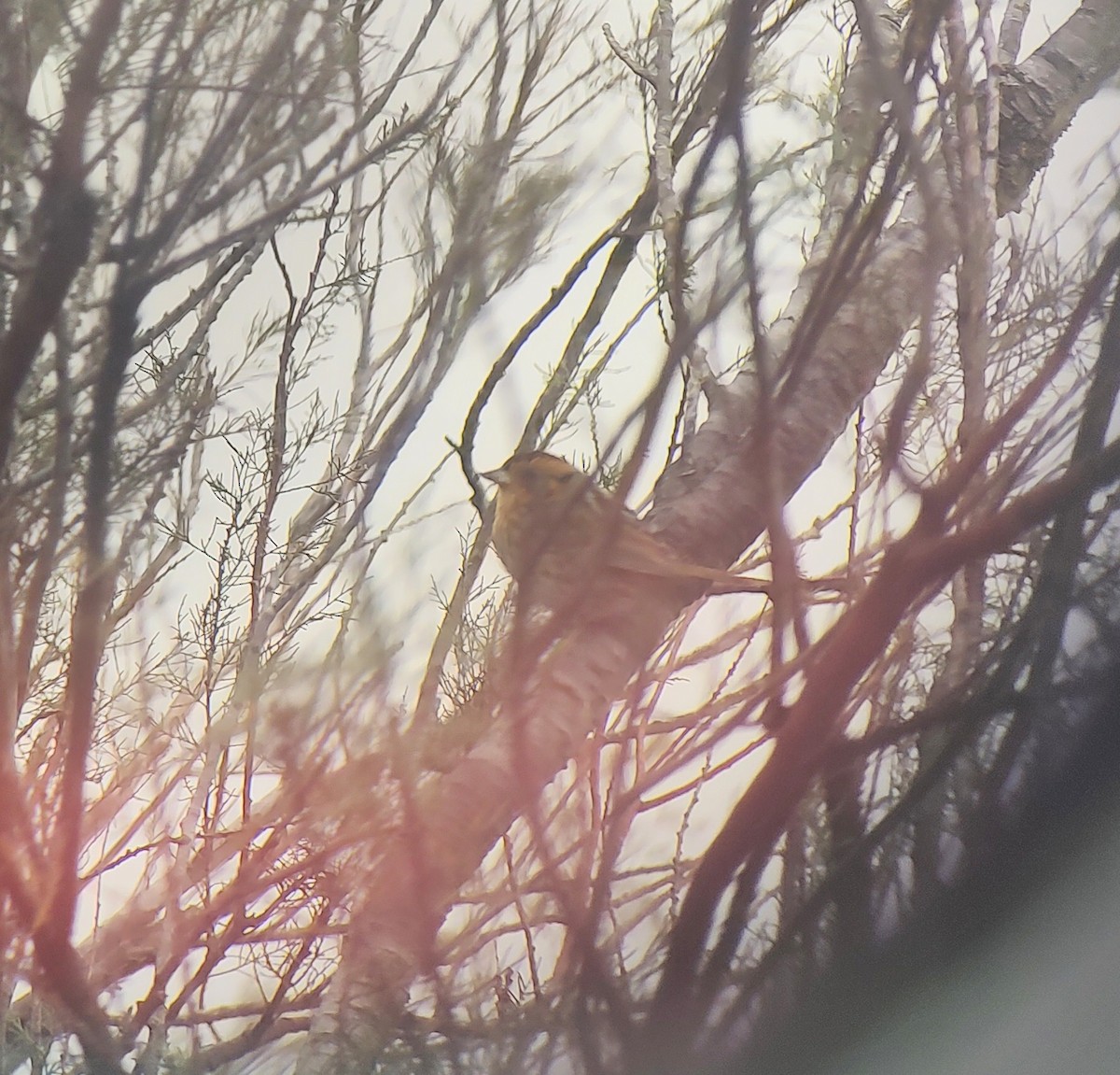 Nelson's Sparrow - ML646449172