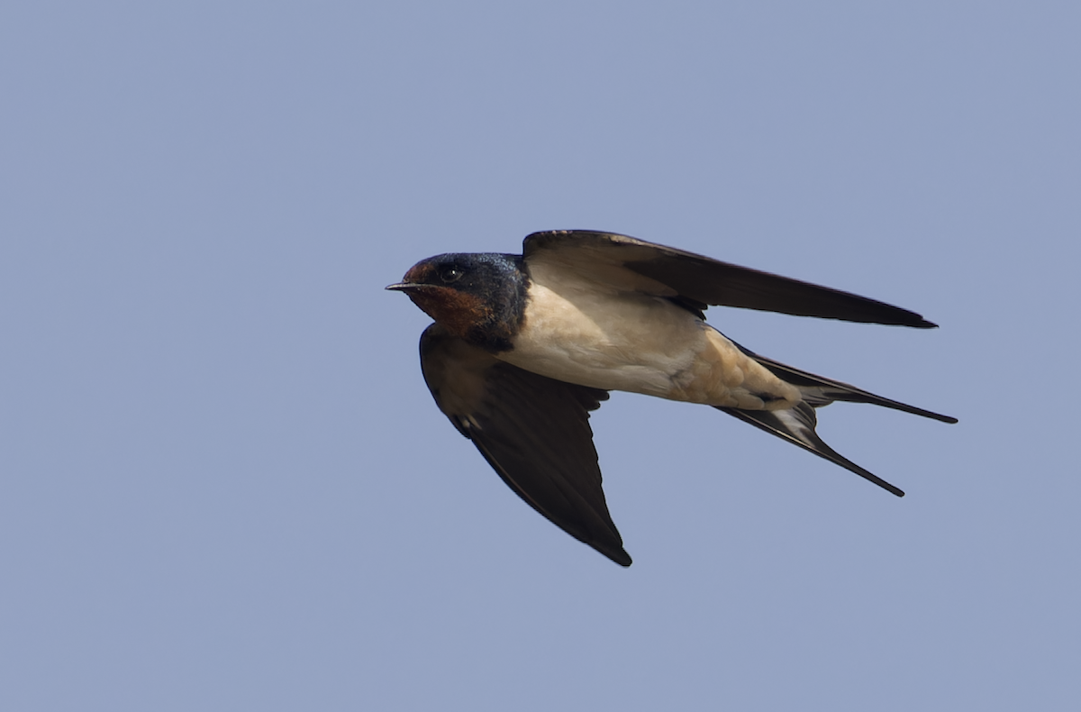 vlaštovka obecná - ML646449173