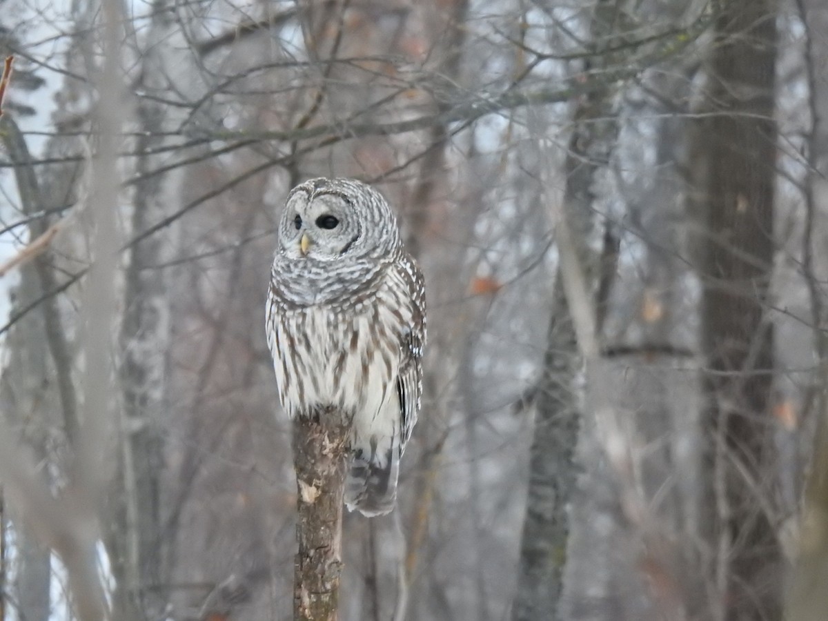 Barred Owl - ML646449174