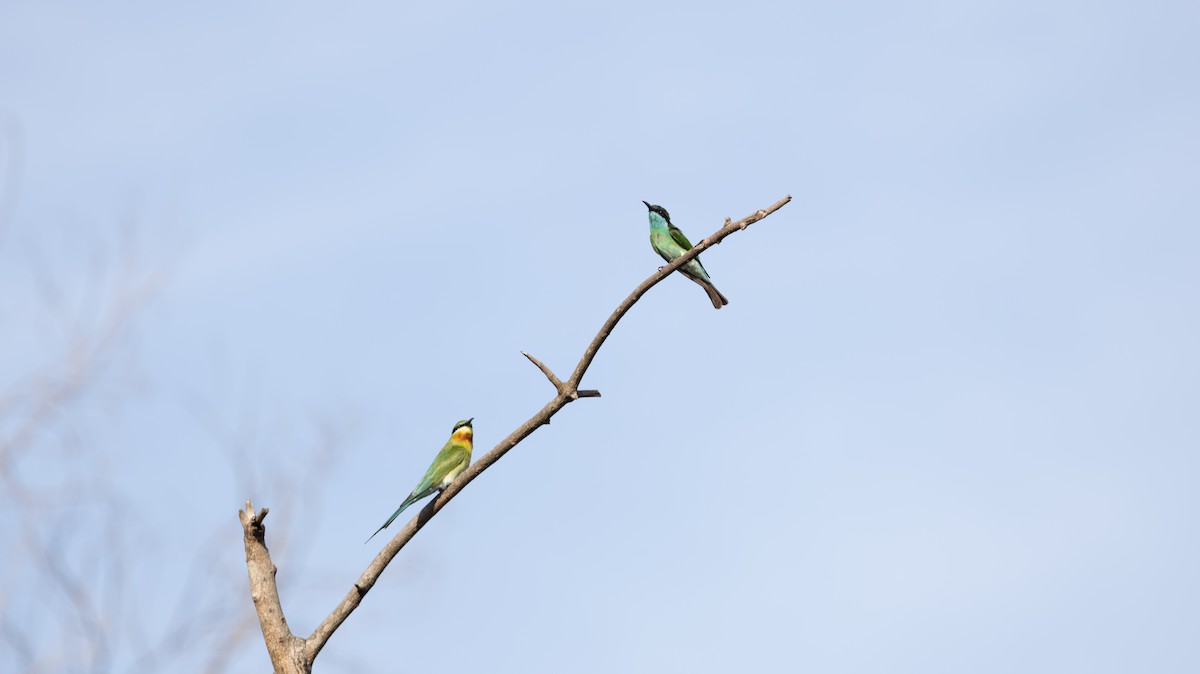 Blue-tailed Bee-eater - ML646449175