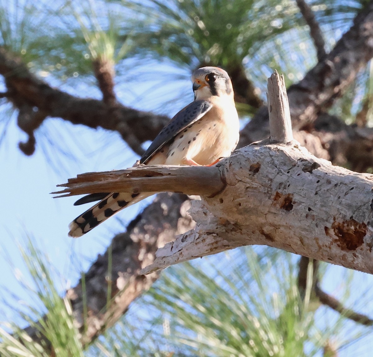 Воробьиная пустельга - ML646449176