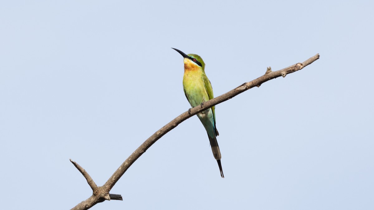 Blue-tailed Bee-eater - ML646449177
