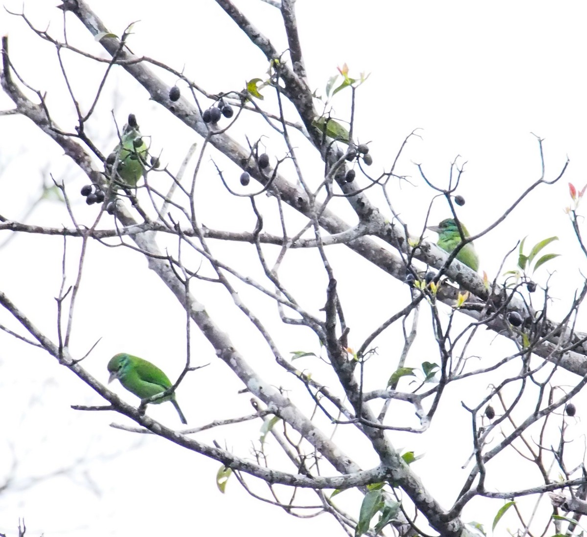 Moustached Barbet - ML646449178