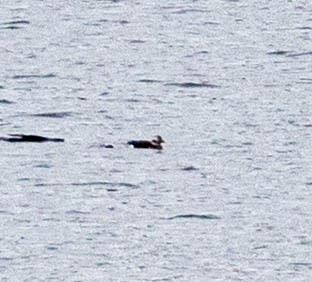 Eisente - ML646449179