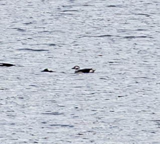 Eisente - ML646449180