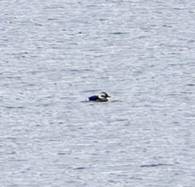 Eisente - ML646449181