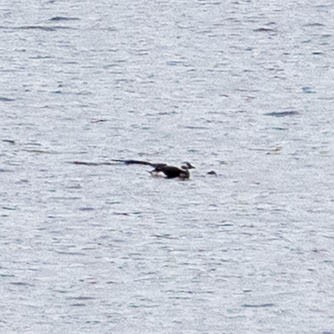 Eisente - ML646449182