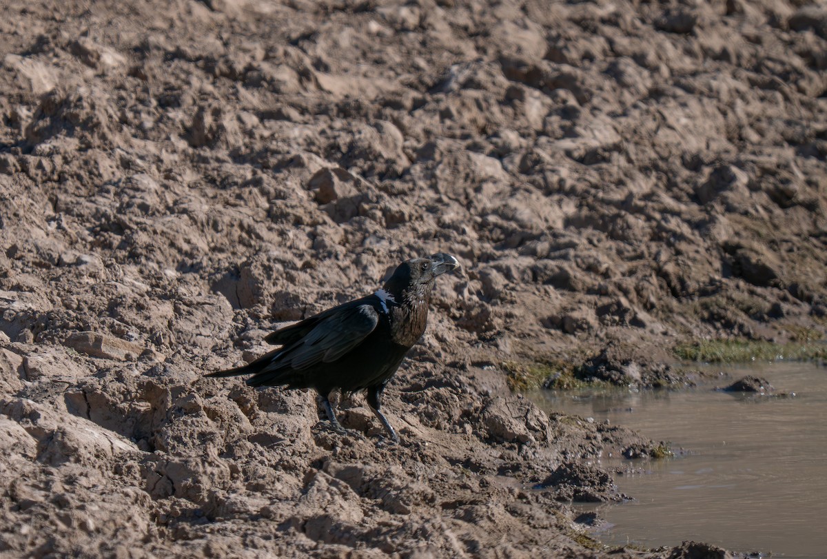 White-necked Raven - ML646449183