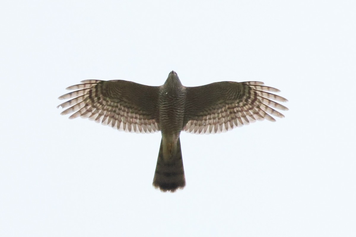 krahujec obecný - ML646449184