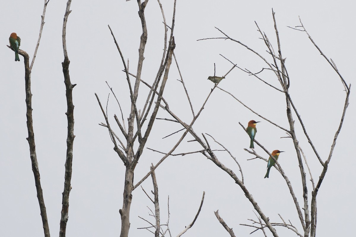 květozob tlustozobý [skupina obsoleta] - ML646449185