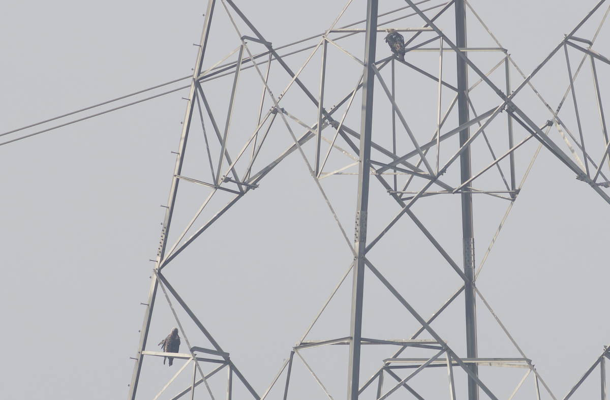 orel královský - ML646449186