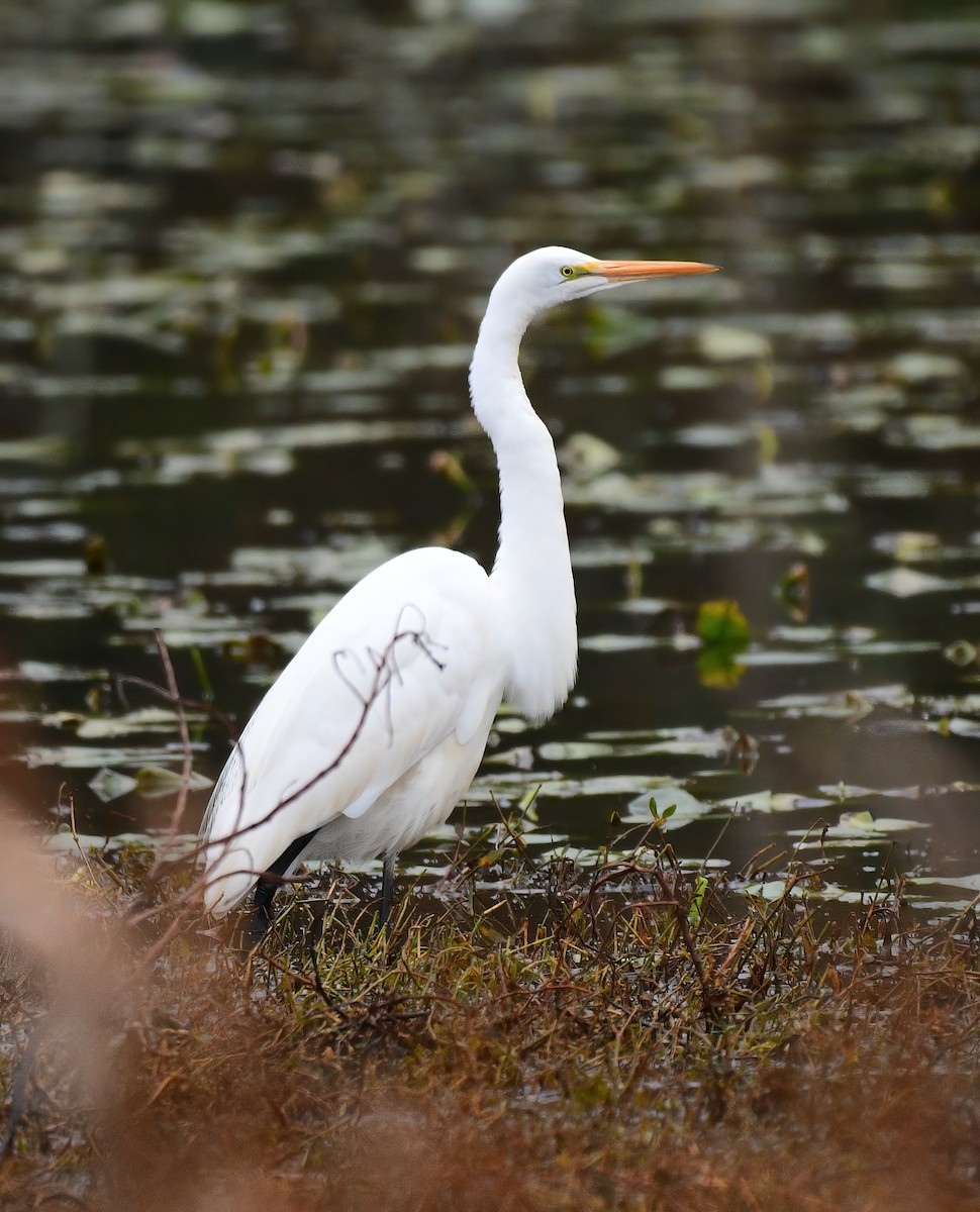 Great Egret - ML646449187