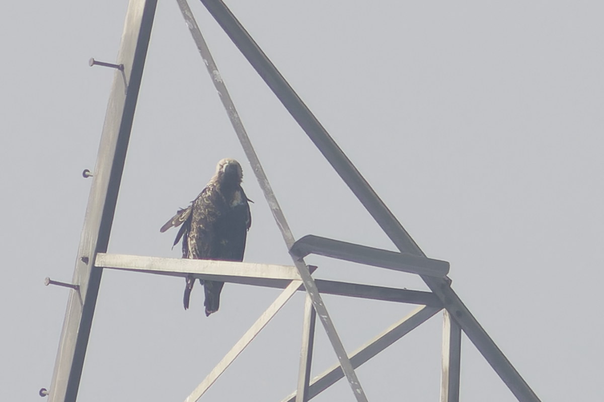 orel královský - ML646449189