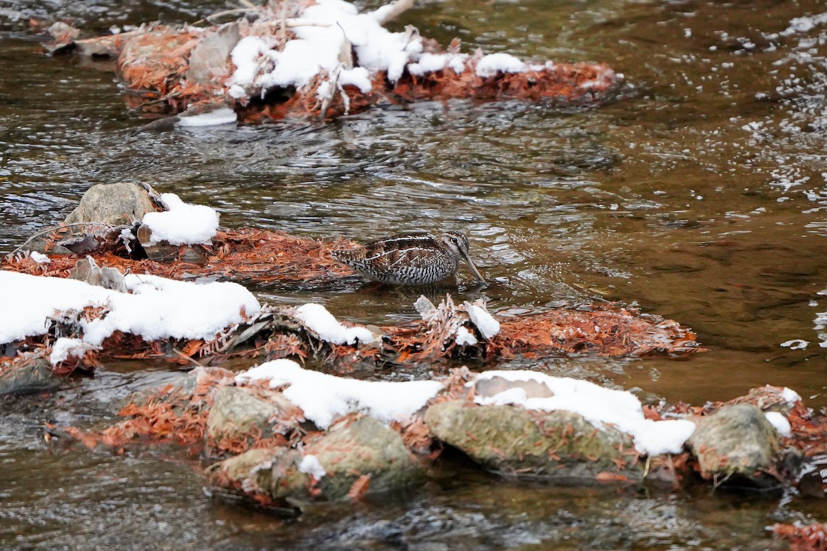 孤田鷸 - ML646449191