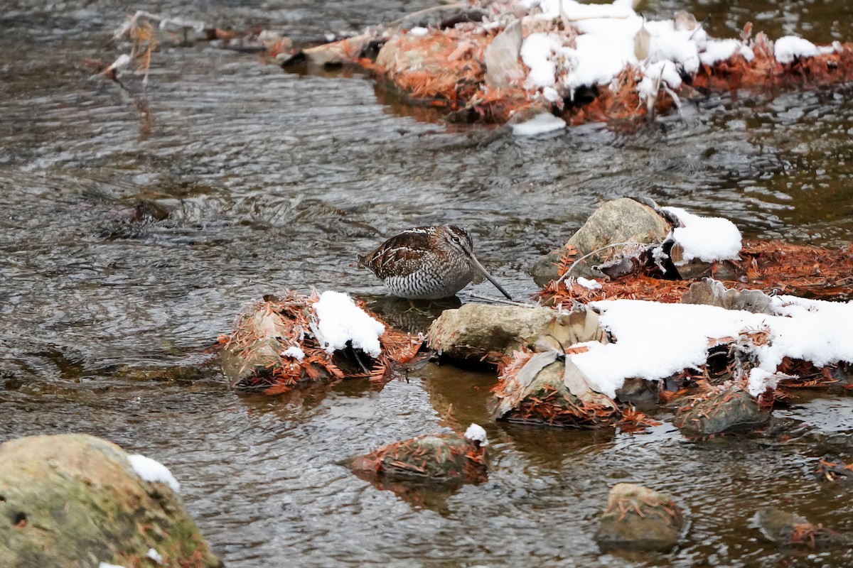 孤田鷸 - ML646449192