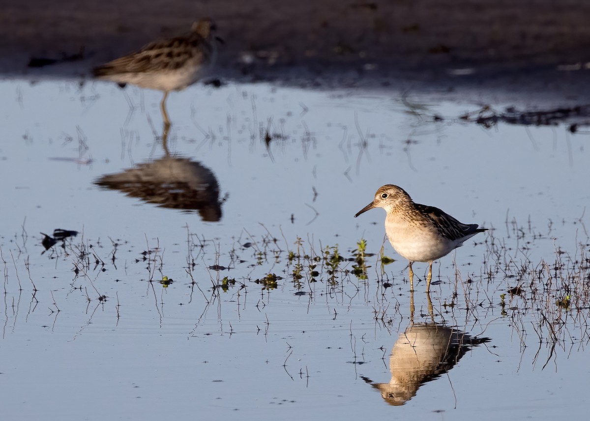 Sharp-tailed Sandpiper - ML646449193