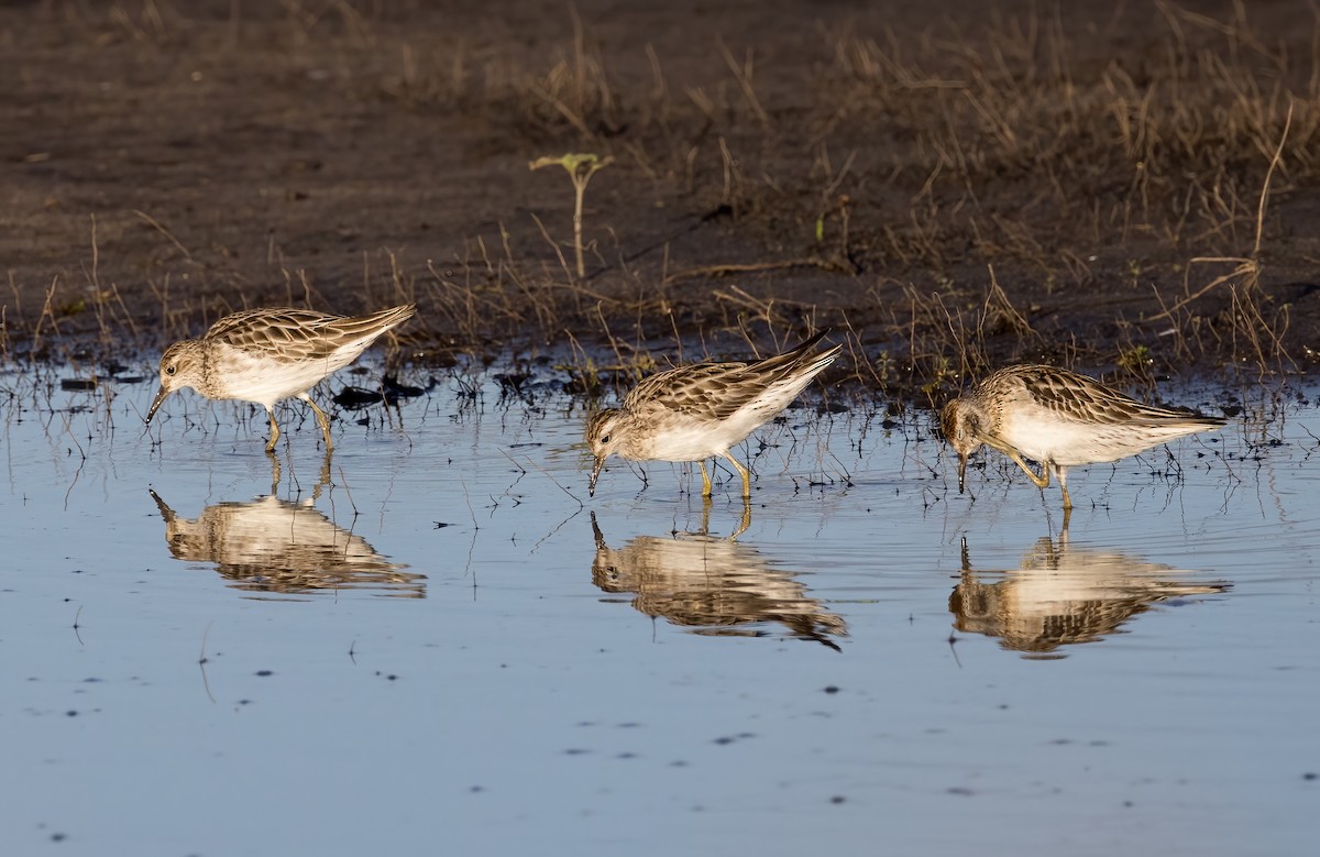 尖尾濱鷸 - ML646449194