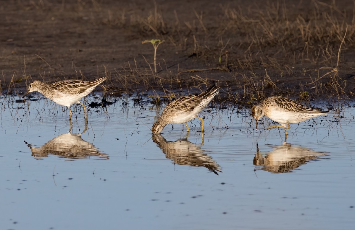 尖尾濱鷸 - ML646449195