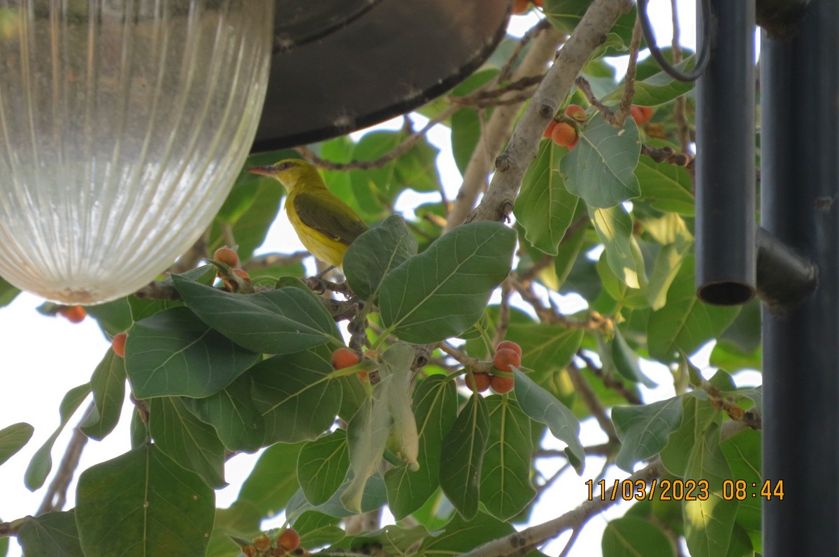 Indian Golden Oriole - ML646449196